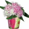 Accent Home & Garden - Sale Flower Pot Cover - Cardinal Chorus Accent