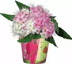 Accent Home & Garden - Sale Flower Pot Cover - Cardinal Chorus Accent