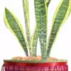 Accent Home & Garden - Sale Flower Pot Cover - Mystic Vibrations