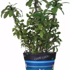 Accent Home & Garden - Sale Flower Pot Cover - Good Luck Accent
